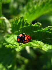 Obraz premium Marienkäfervermehrung