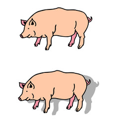 Cochon