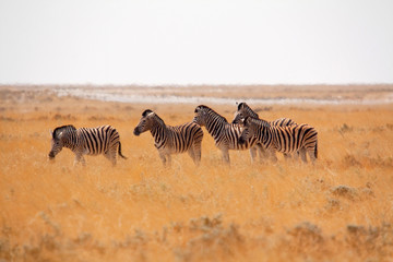 Fototapeta na wymiar Etosha-Nationalpark, Namibia