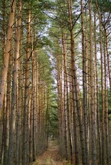 day in forest