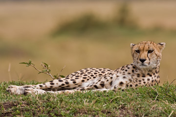Ruhender Gepard
