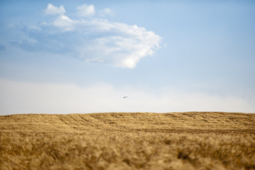 Fototapeta premium Fields with Bird
