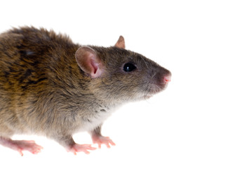 Portrait of a small rat
