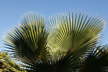 Palm tree leaf