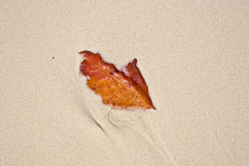 leaves lying on the beautiful white beach with fine sand