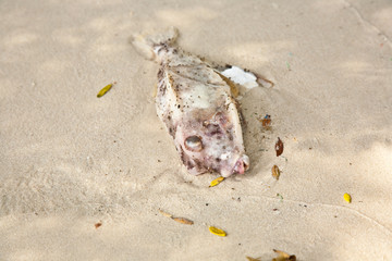 dead fish is lying at the beautiful white beach