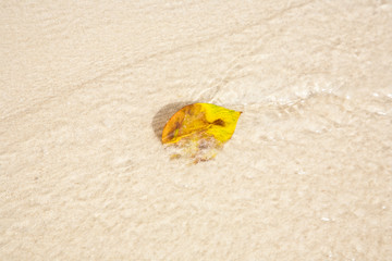 leaf of tree lying on the beautiful white beach with fine sand