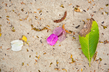 leaves of trees and flowers are lying on the beautiful  beach