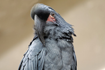 Arakakadu,Probosciger aterrimus,cockatoo