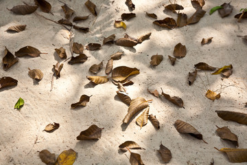 leaves of trees on the beautiful white beach with fine sand
