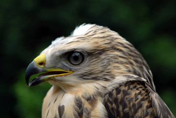 Mäusebussard Portr. Buteo buteo