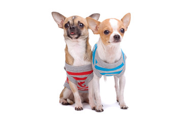 dressed chihuahuas