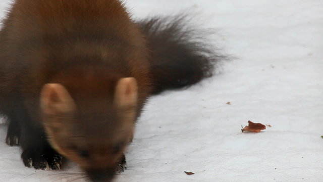 baummarder