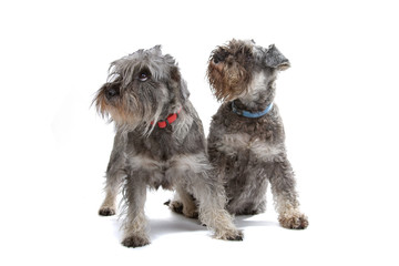 Miniature Schnauzer dogs isolated on a white background