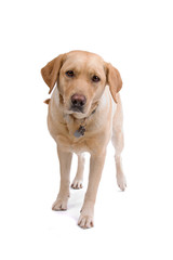golden retriever isolated on a white background