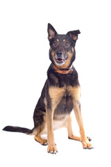 mixed breed dog isolated on a white background