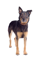 mixed breed dog isolated on a white background