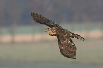 fliegender Habicht