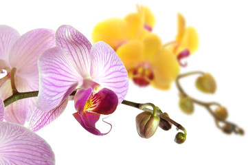 Fototapeta na wymiar Orchideen 43