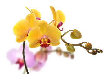 Fototapeta premium Orchideen 37
