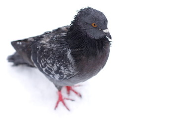 Frozen pigeon