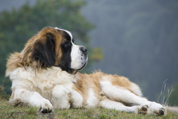 Big dog sitting