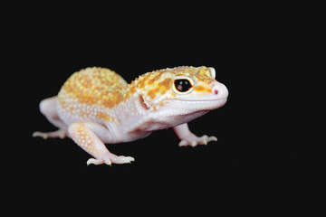 leopard gecko