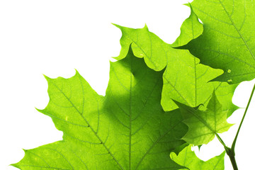 leaves isolated on white background