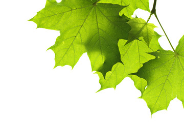 leaves isolated on white background