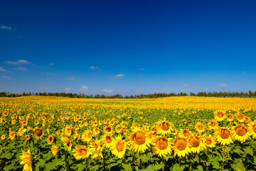 Sunflowers