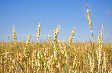 Fototapeta premium Wheat before harvest (yield's field).