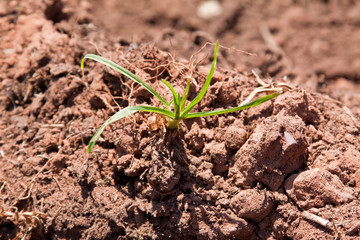 Green grass sprout closeup out of broken ground