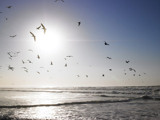 Birds on the Beach