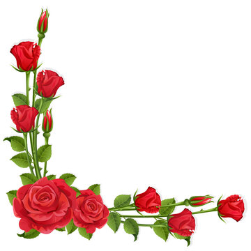 White background with red roses