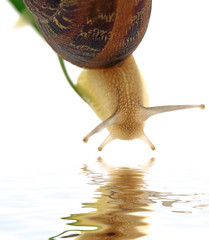 reflets escargot