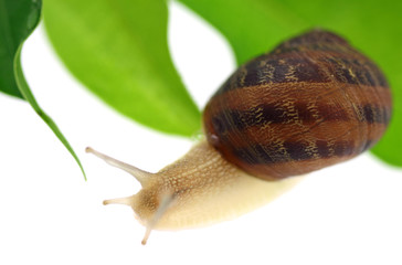 escargot feuillage fond blanc