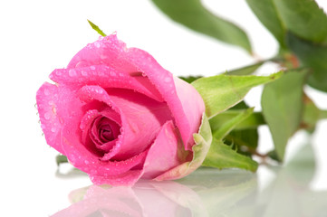 Pink rose