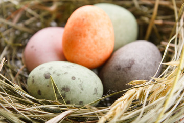 chocolate eggs in the nest.