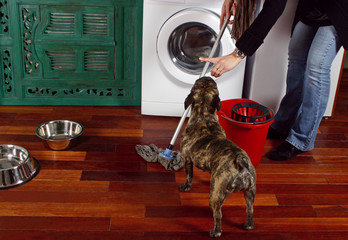 maîtresse grondant son chien pour le pipi dans la cuisine - obrazy, fototapety, plakaty