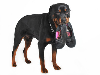 rottweiler et chaussons