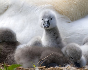 Cygnet on the Lookout