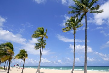 Fort Lauderdale tropical beach palm trees