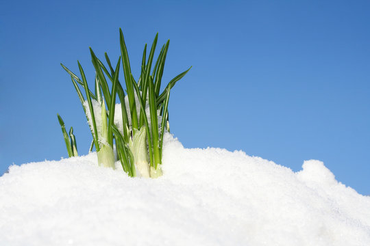 Flower In The Snow