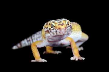 leopard gecko