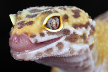 leopard gecko