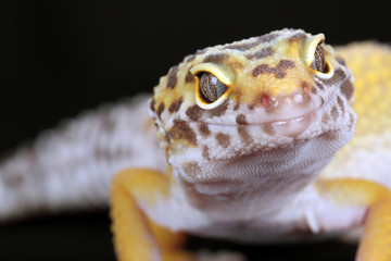 leopard gecko