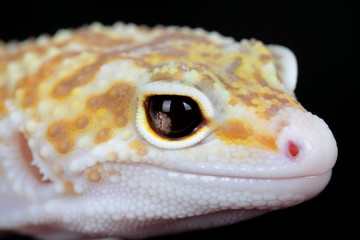 leopard gecko