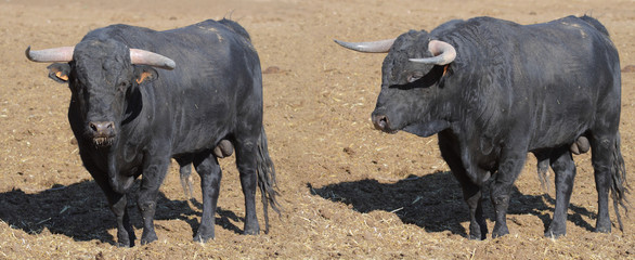 spanish bull