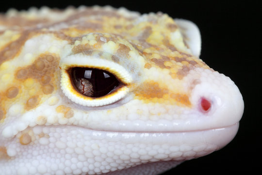 leopard gecko