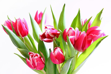 blumenstrauss,tulpen